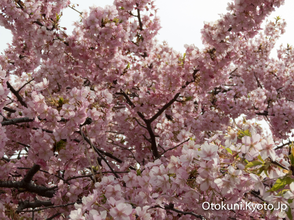 淀の河津桜の咲き具合はまちまち