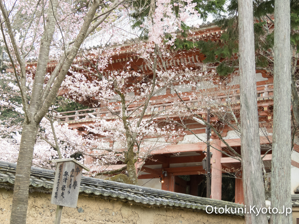 醍醐寺の桜 2017