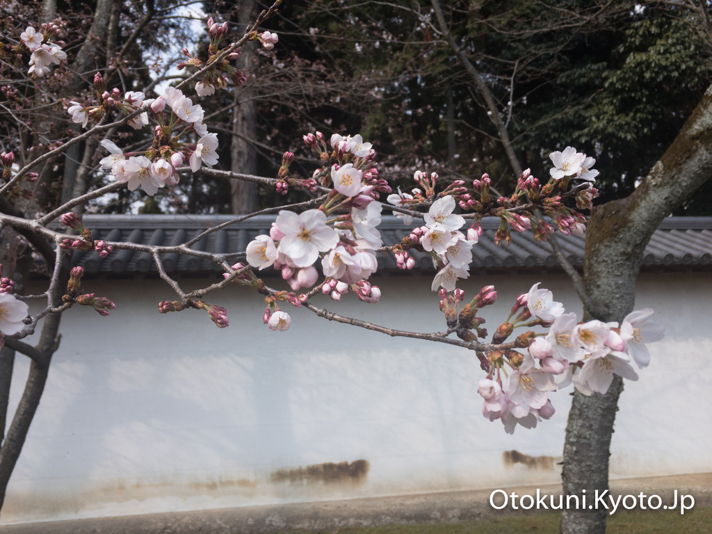 醍醐寺の桜 2017