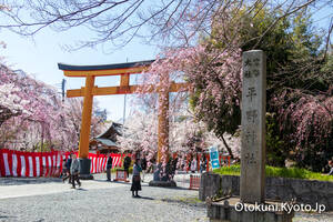 平野神社の桜 2022年4月