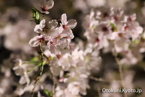平野神社の桜 2022年4月